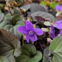 黒葉スミレ・ラブラドリカ,鉢植え,明るい日陰,プランター,ガーデニング初心者の画像