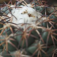 ハオルチア,多肉植物,観葉植物,塊根植物,サボテン科の画像