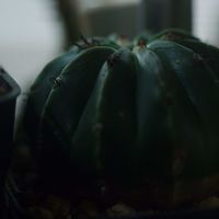 ハオルチア,多肉植物,観葉植物,塊根植物,サボテン科の画像