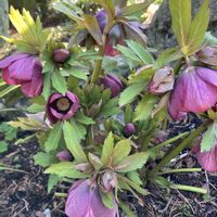 ハナニラ,アネモネ,クリスマスローズ,ユキノシタ,苔(コケ)の画像