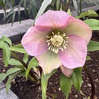 クリスマスローズ,センリョウ,デコポン,デコポン (不知火),アオサギ♡の画像