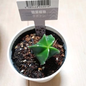 サボテン,ランポー,ランポー,アストロフィツ厶,アストロフィツ厶の画像