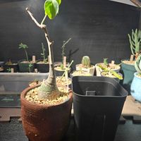 アデニア・グラウカ,キフォステンマ・モンタグナッキー,多肉植物,塊根植物,実生の画像