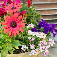 ネメシア,ビオラ,オステオぺルマム,花のある暮らし,緑のある暮らしの画像