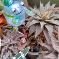 オブツーサ,ハオルチア属の画像