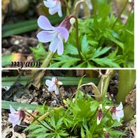 キュウリグサ,ユキヤナギ,蘭、らん、ラン,ユキヤナギ（雪柳）,デンドロビウム クリソトキサムの画像