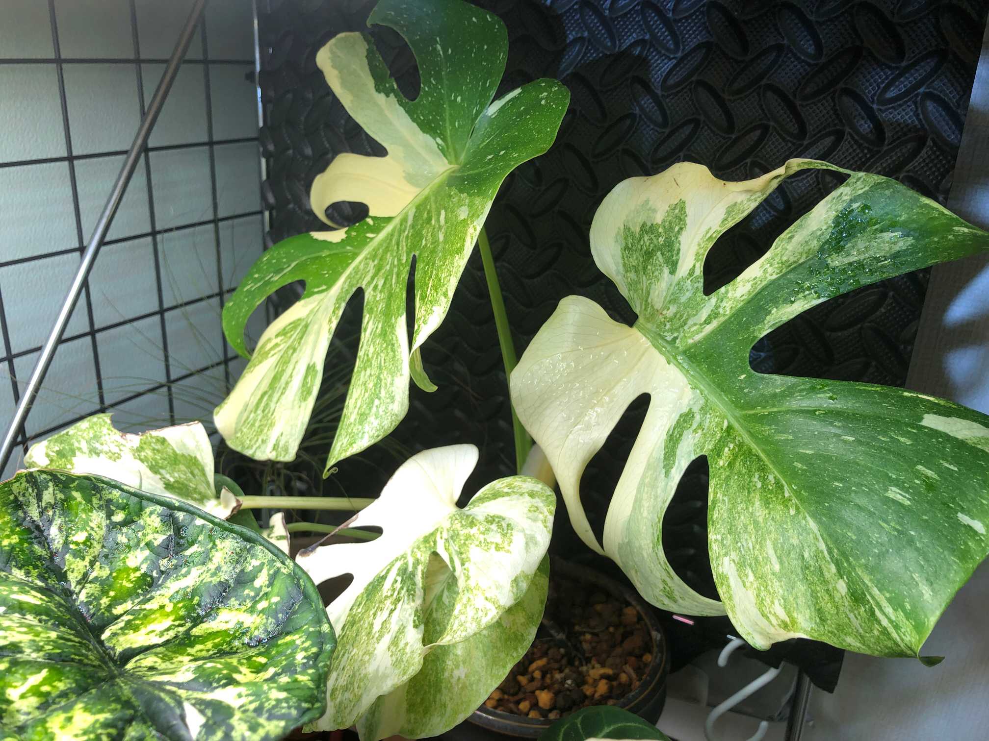 モンステラ タイコンステレーション レガシー育成記。｜🍀GreenSnap