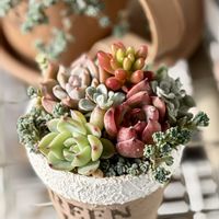 多肉植物,多肉寄せ植え,緑のある暮らし,成長が楽しみ,ベランダの画像