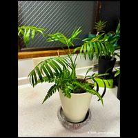 テーブルヤシ,シダ,観音竹,観葉植物寄せ植え,シラー・ビオラセア  豹紋の画像