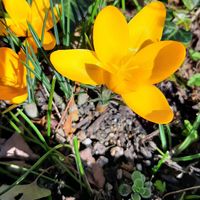 クロッカス,スノードロップ,イオノプシジューム,クロッカス黄色,100均の画像