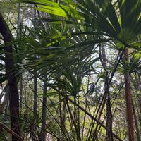 テーブルヤシ,シュロ,千葉,林の中,富山の画像