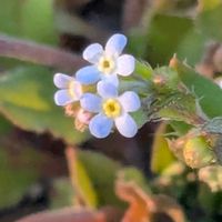 キュウリグサ,キュウリグサ,ナズナ,スズメノエンドウ,スズメノエンドウの画像