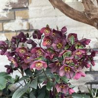 ガーデニング,緑のある暮らし,庭作りの画像