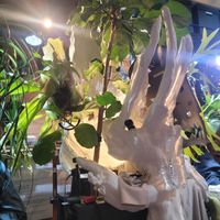 インテリアグリーン,観葉植物のある暮らし,観葉植物好き,平和を願う,世界平和の画像