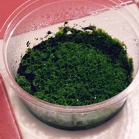 シダ,毎月４日はシダの日」,ドゥディーアメディアの画像