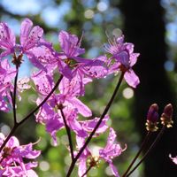 シャクナゲ,シラユキゲシ,赤松,ミツバツツジ,トキワマンサクの画像