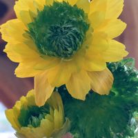 フクジュソウ,福寿草,フクジュソウ（福寿草）,福寿草3段咲き,咲き進みグリーンへの画像