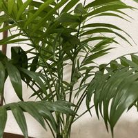 テーブルヤシ,観葉植物,今日のお花,おうち園芸,癒しの葉の画像
