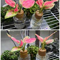 デンドロビウム,デンドロビウム,アグラオネマ,ディフェンバキア,Den. Pittero Gold 'Diamond Ring'の画像