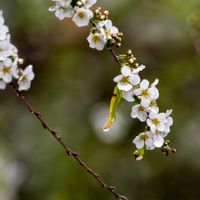 ユキヤナギ,洗足池公園の画像