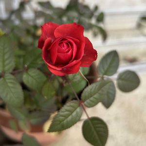 ミニバラ,花のある暮らし,バラを楽しむ,ミニバラ好きの画像