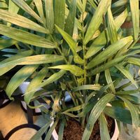 アセビ,ジンチョウゲ,テーブルヤシ,観葉植物,常緑低木の画像