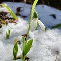 イワヒバ,スノードロップ,イワオモダカ,シダ植物,山野草の画像