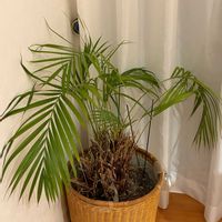 テーブルヤシ,観葉植物,グリーン,成長記録,教えて下さい！の画像