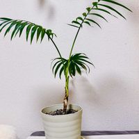 テーブルヤシ,復活,今日のお花,観葉植物好きの画像