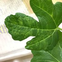 イチジク,いちじく,廃棄,葉のモザイク症状の画像