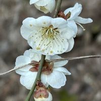 ウメ,ユキヤナギ,ユキヤナギ,梅(うめ),21時の富士山と星空の画像