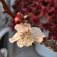 アンズ,富士山,ベランダガーデン,夕焼け,ありがとう♡の画像