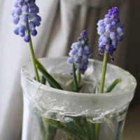 ムスカリ,ムスカリ,水栽培,夜中にひっそり投稿の画像