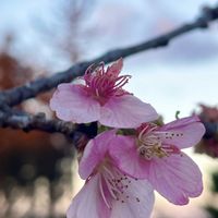 ドラセナ,ベンジャミン・スターライト,アイビー,河津桜,アレカヤシの画像