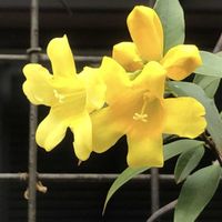 ジャスミン,テイカカズラ,カロライナ ジャスミン,ウィンタージャスミン（オウバイ）,我が家にてパチリ！の画像