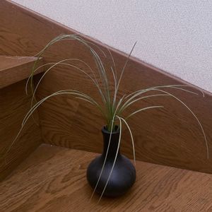 チランジア,エアプランツ,一輪挿し,iPhone撮影,asingleflowervaseの画像