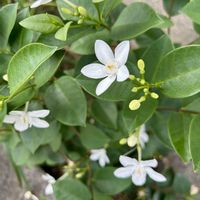 ジャスミン,マダガスカルジャスミン,セイロン ライティア,พุดพิชญา（プッピチャヤー）,温室の画像