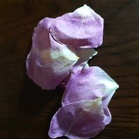 ニゲラ,ハンス ゲーネバイン,バラ シャリマー,ライトアップ,自己流アレンジの画像