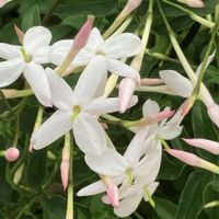 アザレア,アザレア,サカキ,サカキ,シデコブシの画像