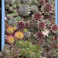 多肉植物,葉挿し,リメ缶,多肉寄せ植え,リメ鉢の画像