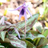 カタクリ,はるの訪れ,多年草,草本,スプリングエフェメラルの画像