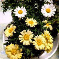 マーガレット,マーガレット,PW エボルブルス ブルーラグーン,PW エボルブルス ブルーラグーン,冬越しチャレンジの画像