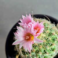 ネメシア,ラナンキュラス,ジャスミン,白鯱,今日のお花の画像