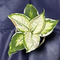 サトイモ科,ディフェンバキア,dieffenbachia,dieffenbachia,デヘンバキア クールビューティの画像