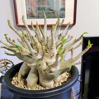 アデニウム,アデニウム アラビカム ゴジ,観葉植物,新潟県,リビング・ダイニングの画像
