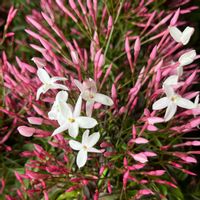 ハゴロモジャスミン,ハゴロモジャスミン,ジャスミン,ジャスミン,羽衣ジャスミンの画像