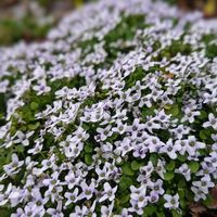 イオノプシジウム,ロータスブリムストーン,ロータス ブリムストーン,大人の着せ替え人形,ベランダ園芸の画像