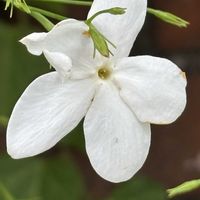 カロライナジャスミン,ハゴロモジャスミン,ハゴロモジャスミン,ジャスミン,ジャスミンの画像