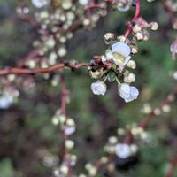 ユキヤナギの画像