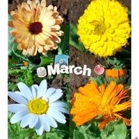 キンセンカ,ノースポール,カレンジュラ,カレンジュラ コーヒークリーム,ステキ☆の画像